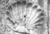 Fonte Lomellina - conchiglia.JPG (151926 byte)